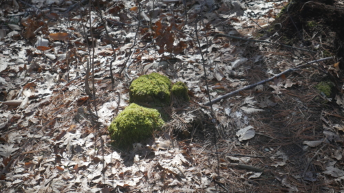 Moss